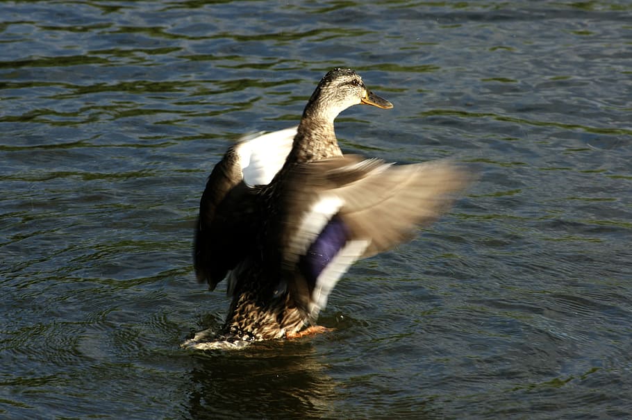 duck, wings, water, bird, animal wildlife, animals in the wild HD wallpaper