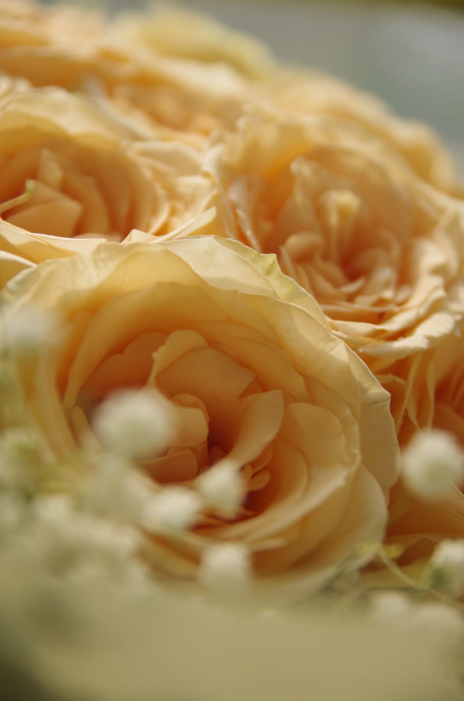 Flowers, Fresh, rose, freshness, selective focus, no people HD wallpaper