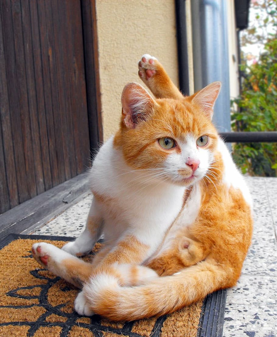 cat, tomcat, peace, pets, domestic cat, domestic animals, feline HD wallpaper