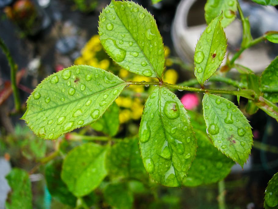 Rainy Leaves, blur, focus, green, Nature, Weather, leaf, plant HD wallpaper