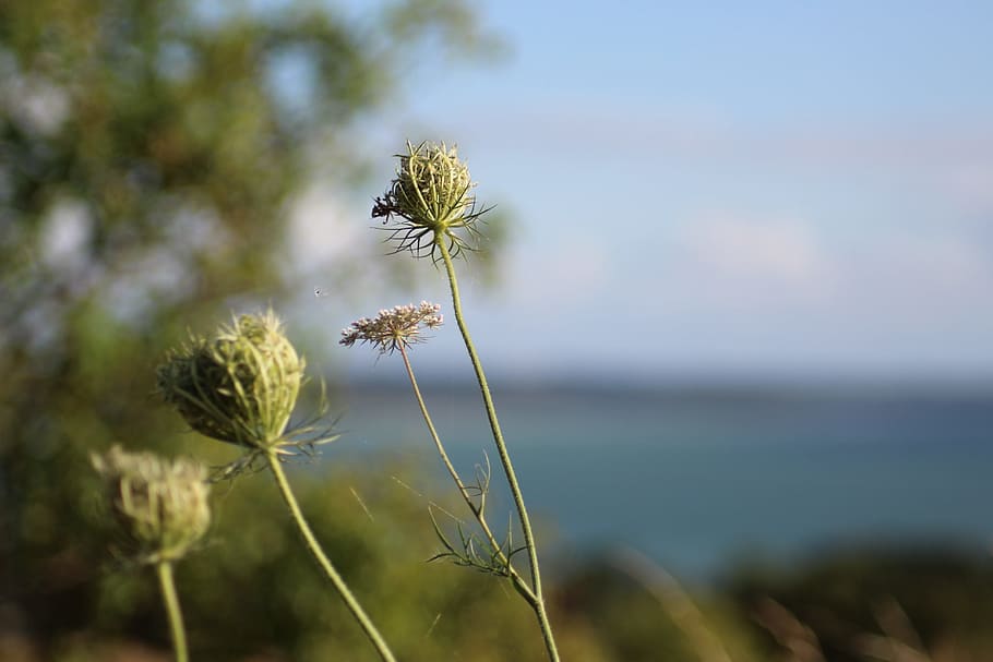 plant, macro, summer, flower, flowering plant, beauty in nature HD wallpaper