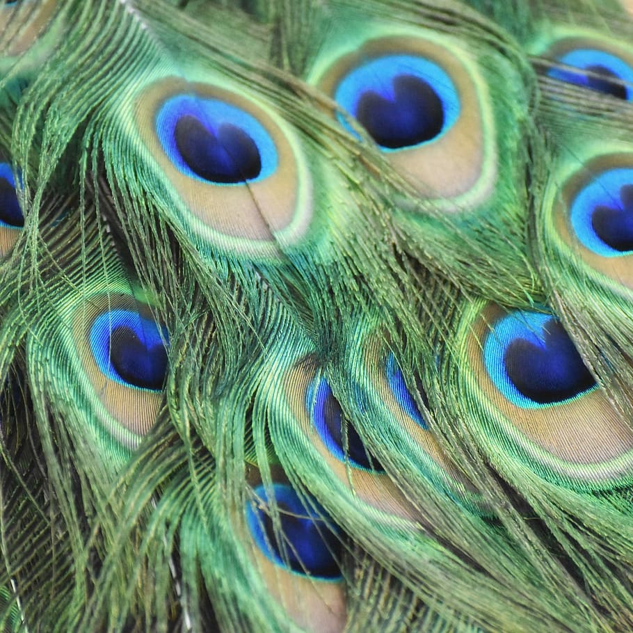 Peacock, Feathers, Bird, peacock feather, one animal, close-up HD wallpaper