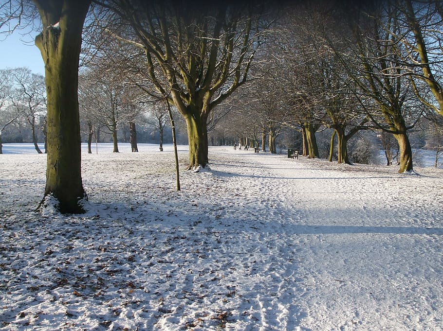 snowy, park, trees, paths, winter, nature, cold - Temperature HD wallpaper