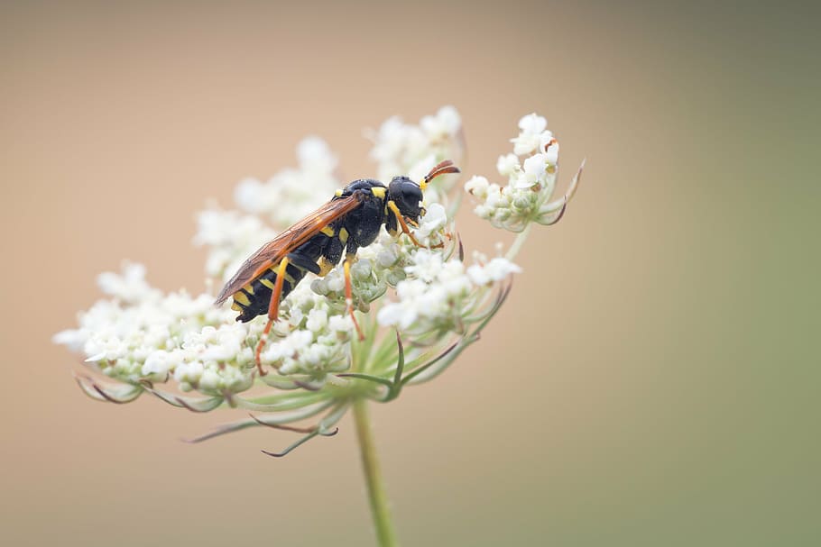 wasp, smock, nature, macro, plant, close, grasses, insect, one animal HD wallpaper