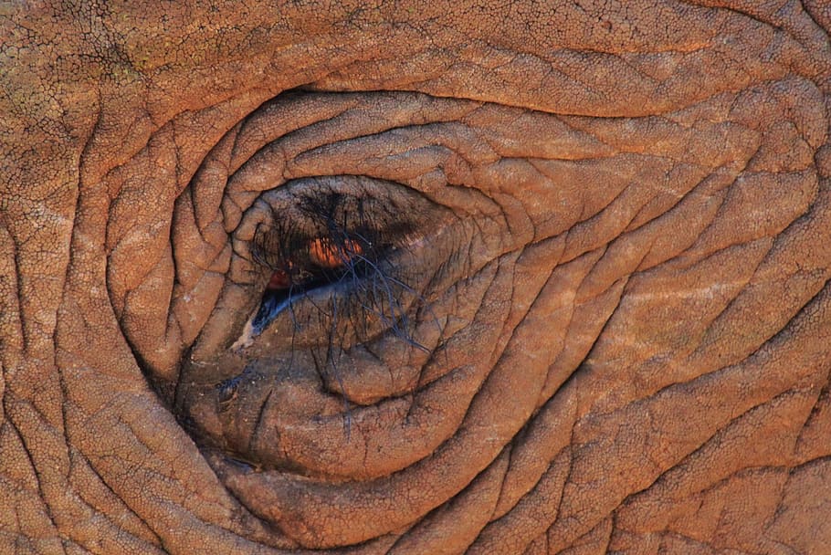 elephant eye, close, eyelashes, africa, african bush elephant