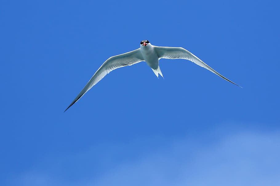 nature, bird, flight, sky, outdoors, flying, animal, animal themes HD wallpaper