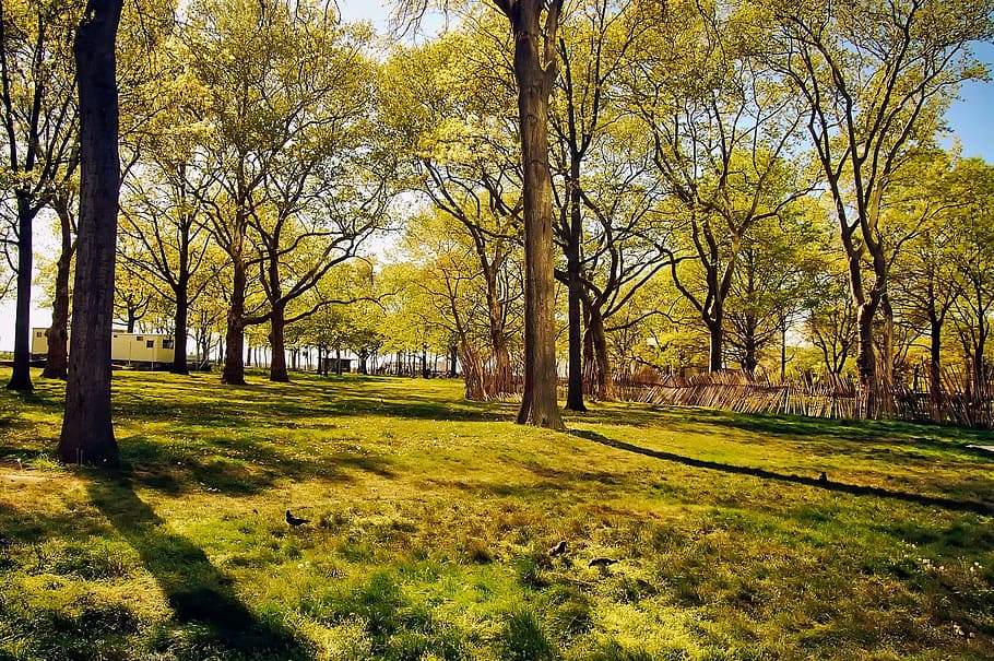 Trees, Landscape, Spring, Summer, park, nature, outdoors, country HD wallpaper