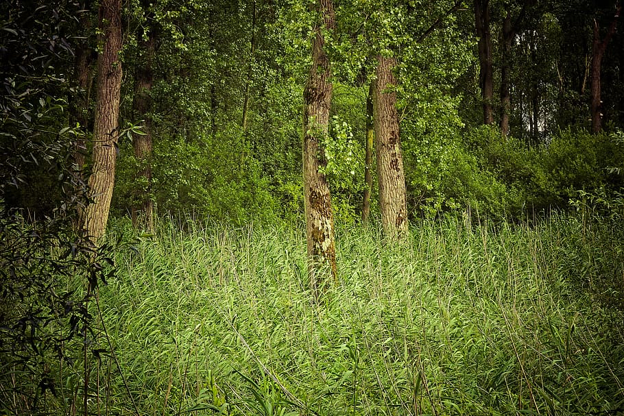 forest, trees, landscape, branches, leaves, old tree, log, wood HD wallpaper
