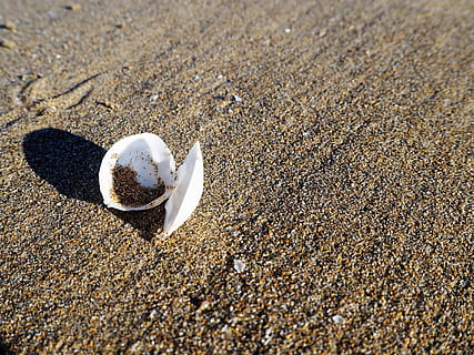 shell, beach, background, holiday, sea, sand, nature, lake HD wallpaper