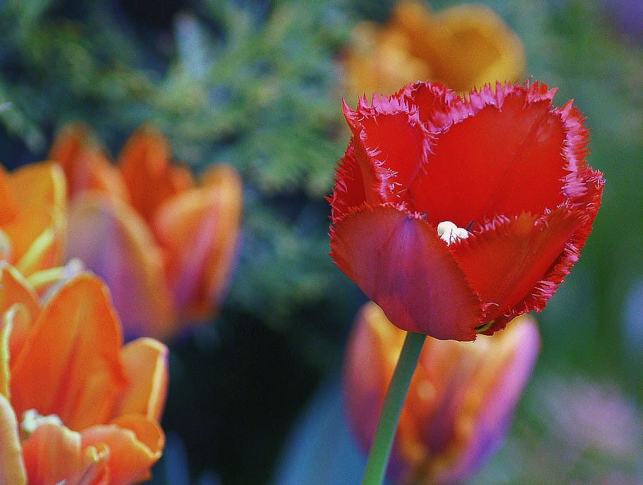 tulips, flowers, red, orange, the blossoming of, flowering HD wallpaper