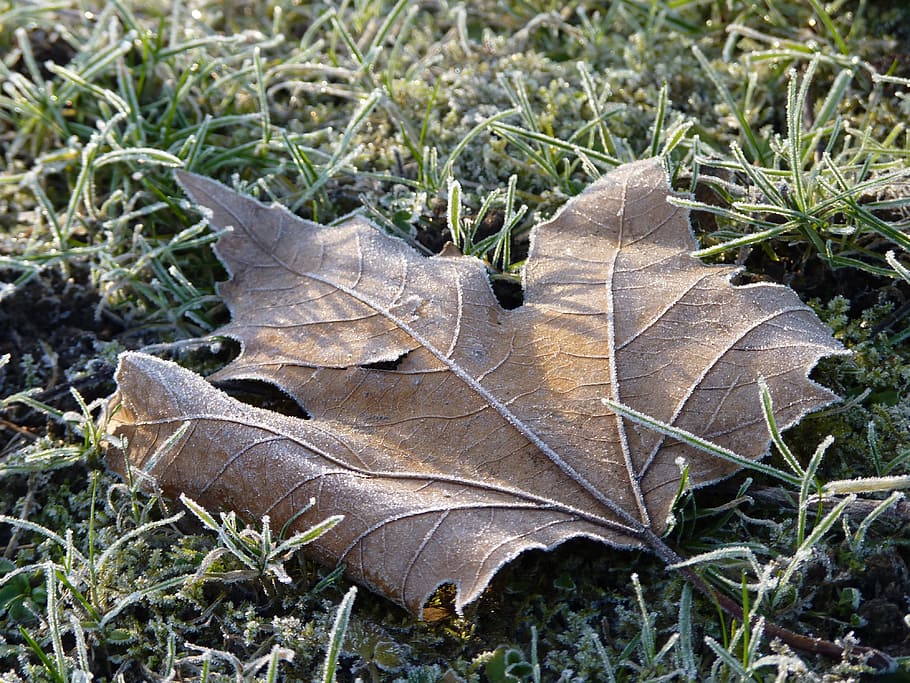 Leaf, Maple, Frost, Winter, Cold, Ripe, tree, maple leaf, leaves HD wallpaper