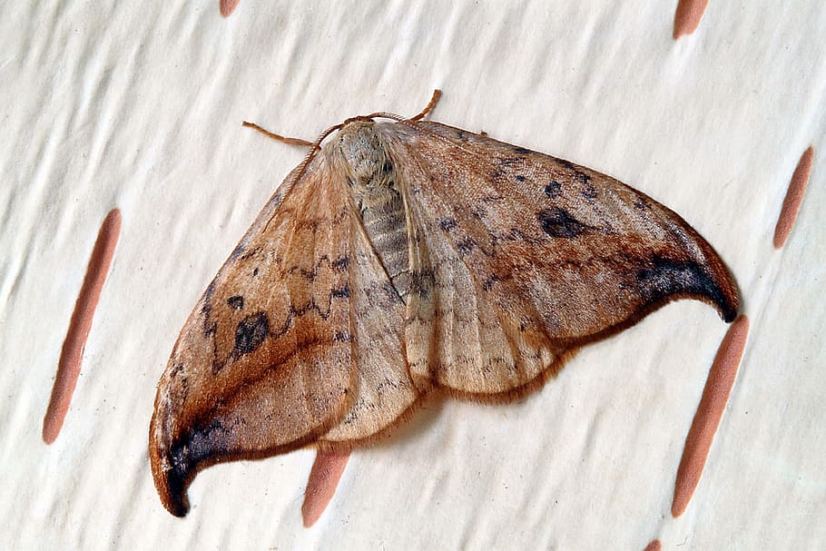 moth, macro, insect, close, wing, animal, invertebrate, animal themes HD wallpaper