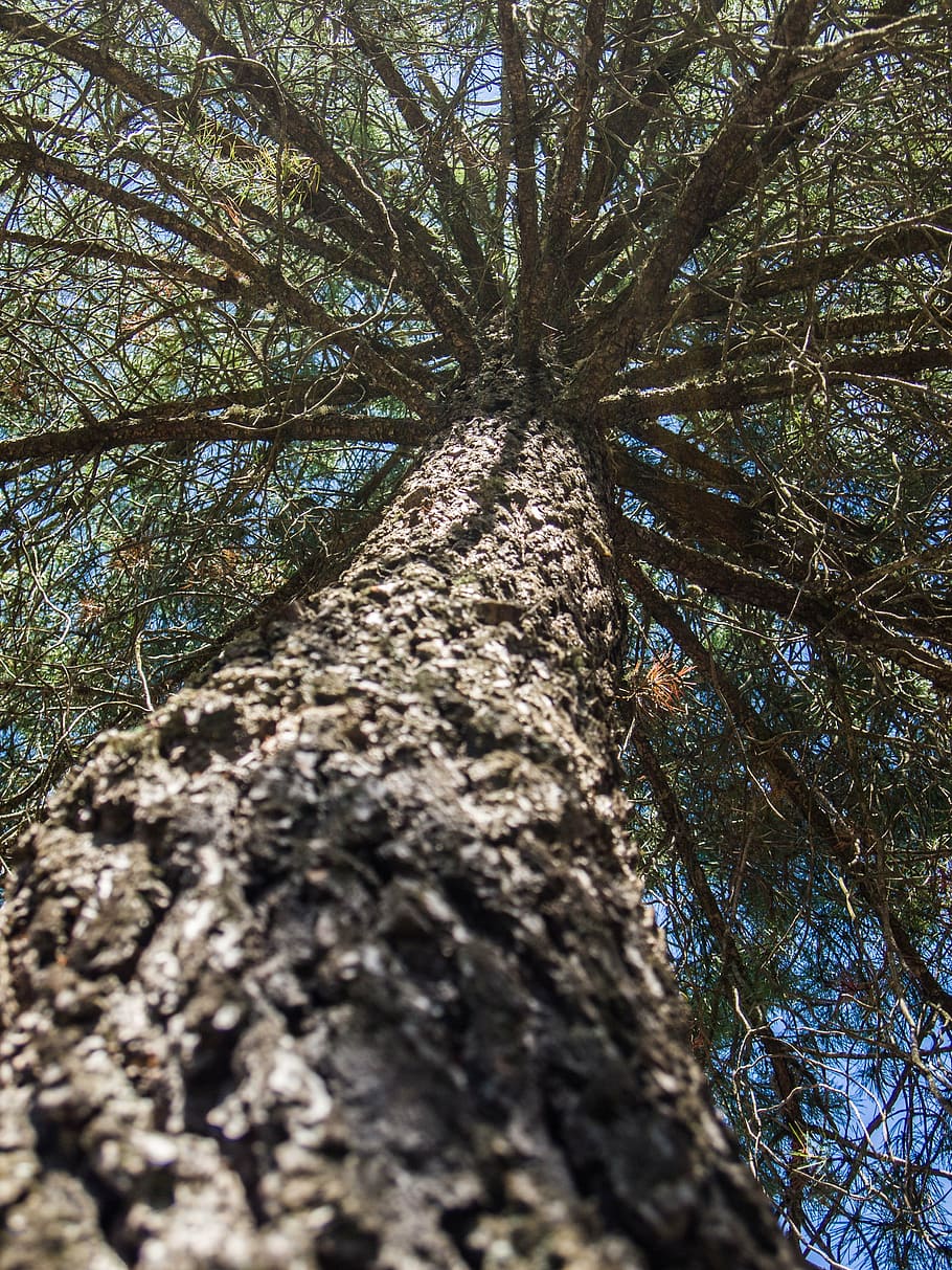 tree, high, branches, pine, plant, tree trunk, growth, low angle view HD wallpaper