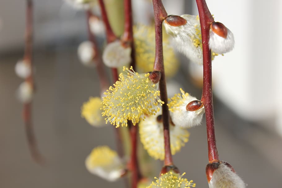 pel, spring, flower, nature, twig, signs of spring, close-up HD wallpaper