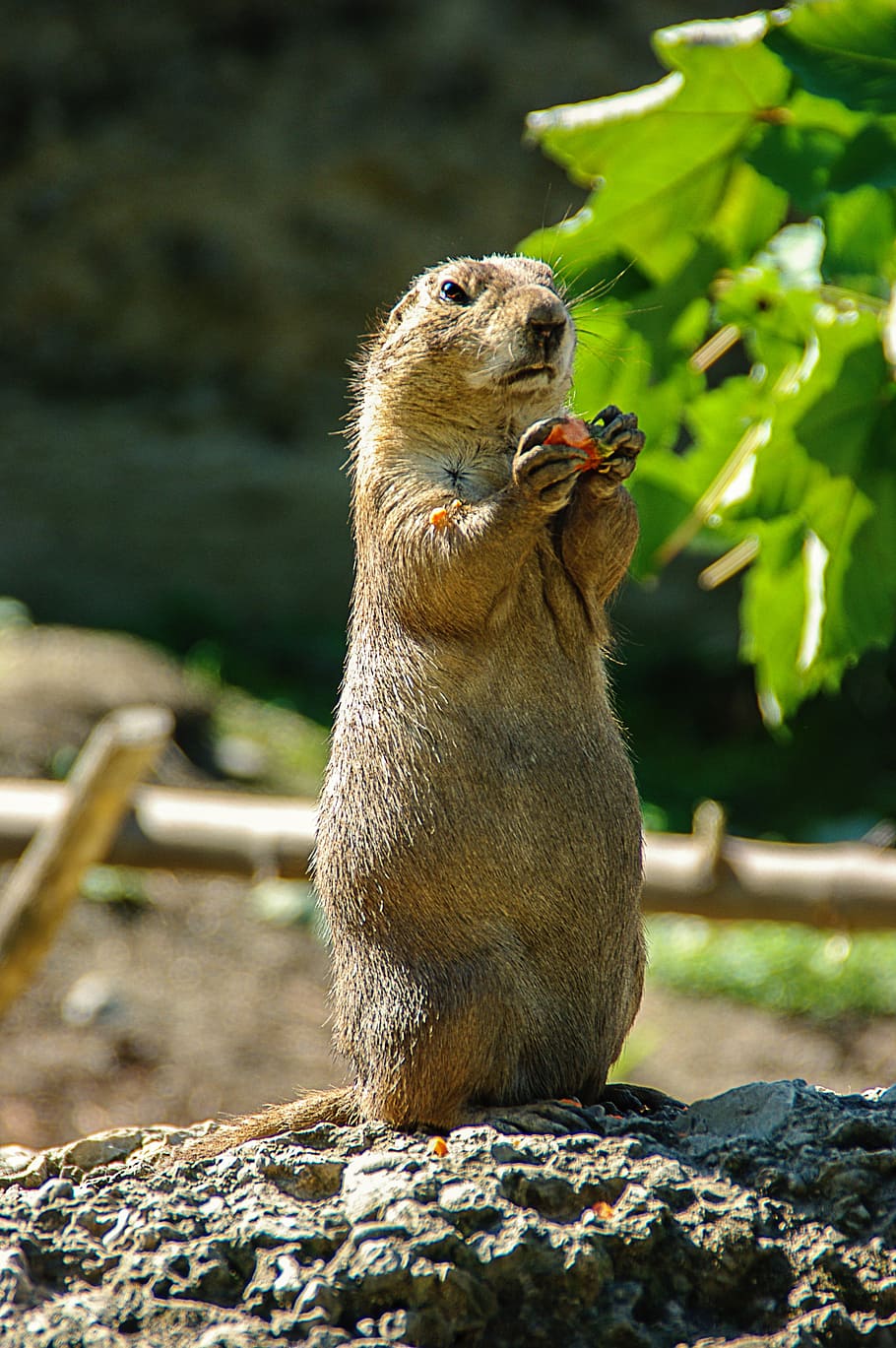 prairie dog, small, cute, rodent, keep, nager, animal, zoo, HD wallpaper