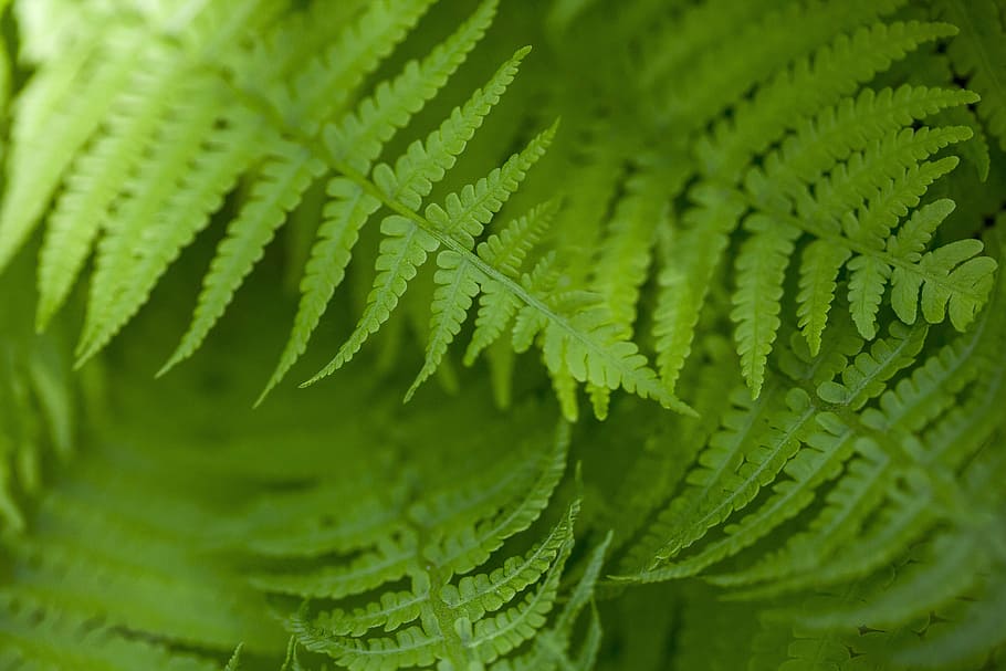 fern, green, forest, leaf, lush, nature, plant, reserve, green color HD wallpaper