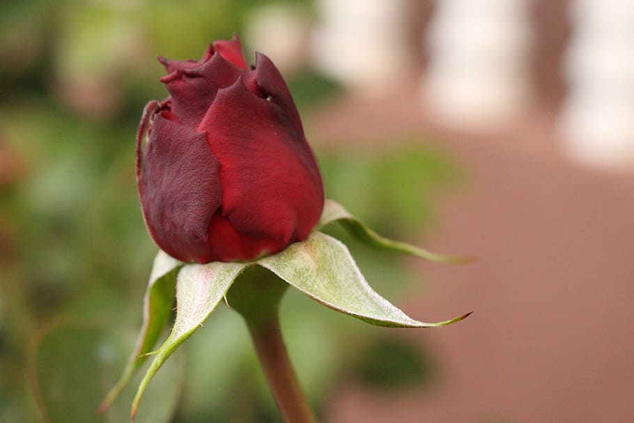 single, static, natural, flower, flowering plant, red, close-up HD wallpaper