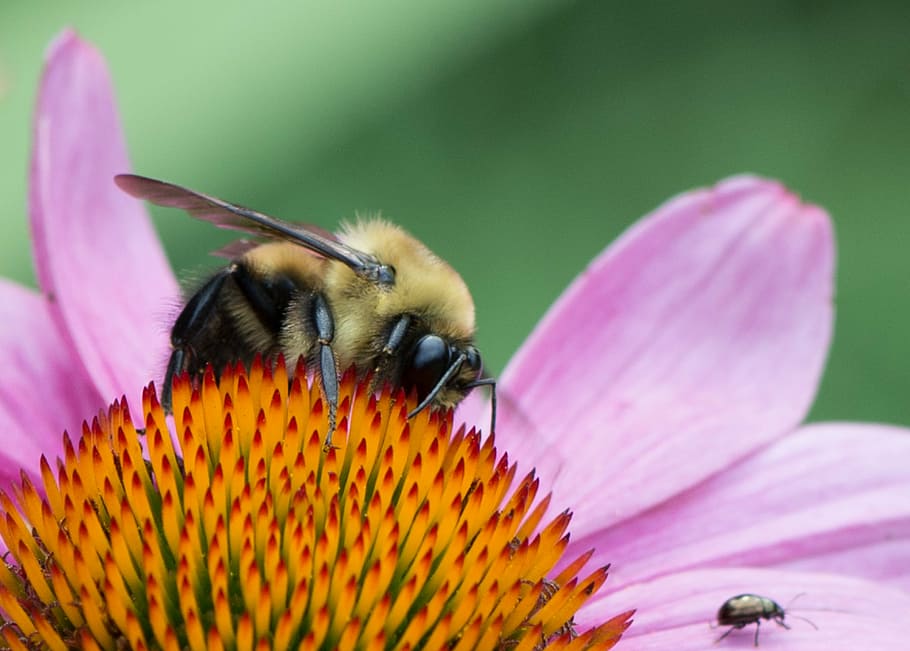 bee, flower, pink, flowering plant, animal themes, fragility HD wallpaper