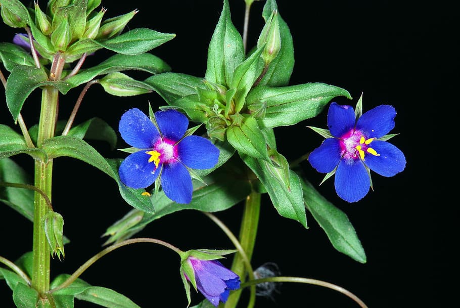 nature, flower, flowering plant, close-up, freshness, beauty in nature HD wallpaper