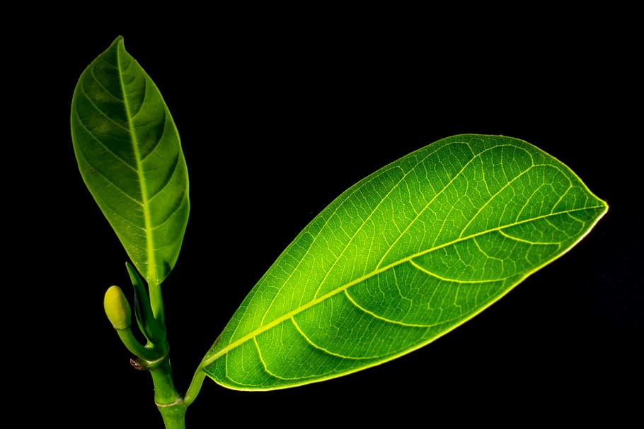 Jack Fruit, Leaf, Leaves, Green, jack fruit leaf, green color HD wallpaper