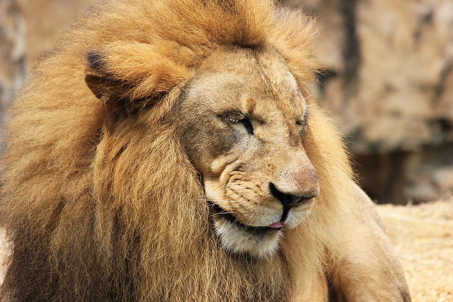 lion, mane, cat, wildcat, lion's mane, king, males, animal themes HD wallpaper