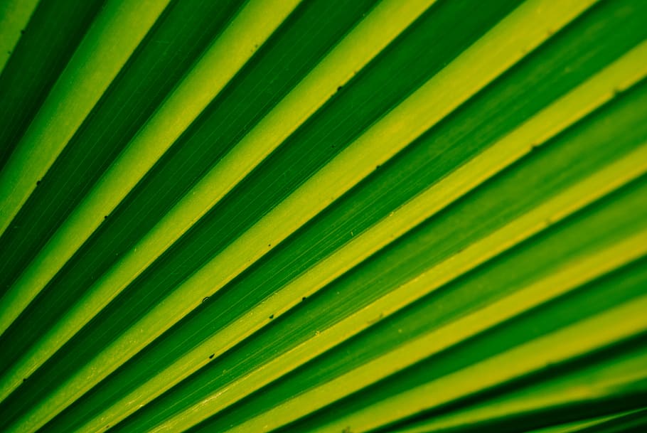 green, texture, sheet, background, nature, grass, fresh, flora HD wallpaper