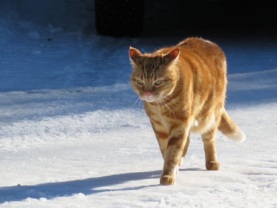 cat, winter, cute, mammal, one animal, animal themes, pets HD wallpaper