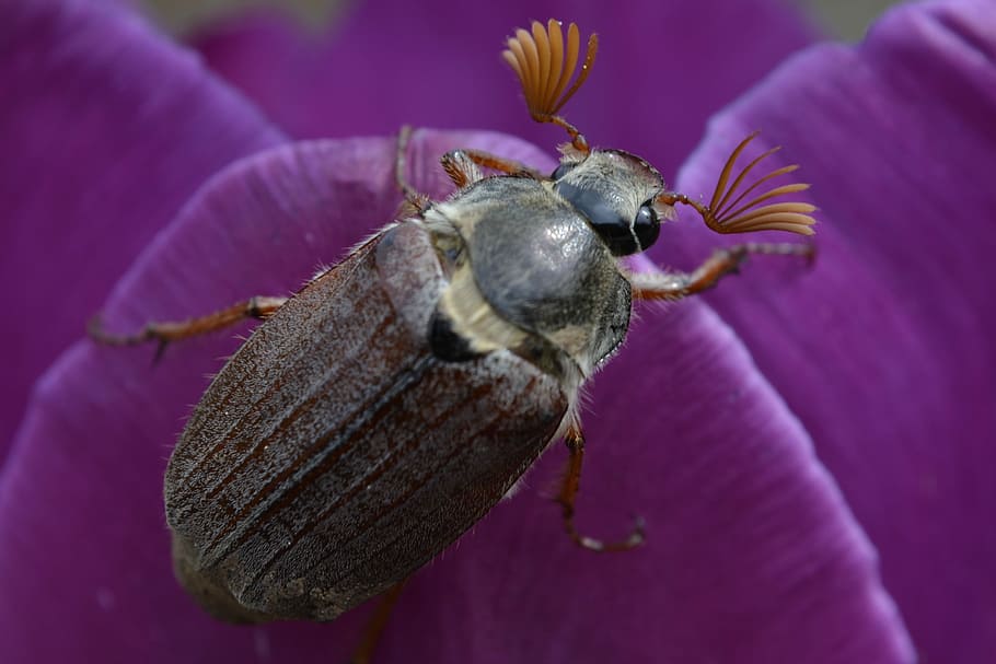 nature, close, color, background, insect, beetle, maikäfer HD wallpaper