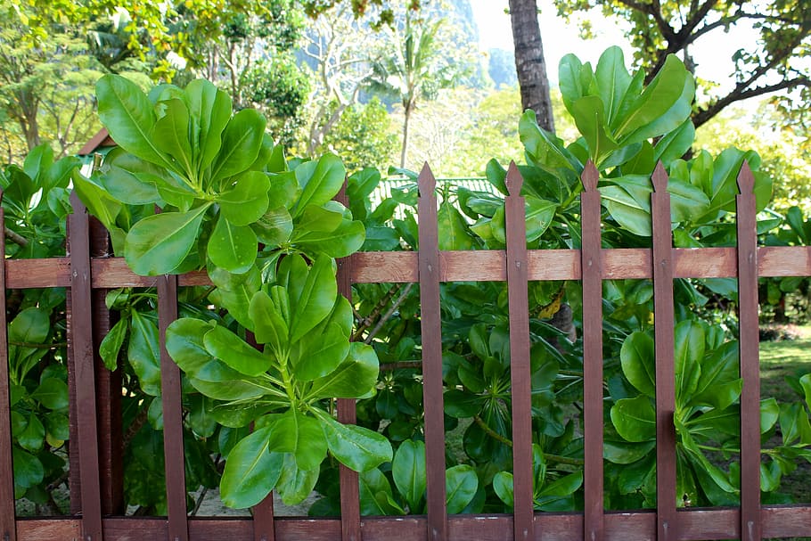 fence, protection, wall, grid, demarcation, limit, paling, wood fence HD wallpaper