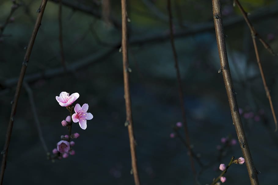 white and pink flowers, red, dark background, spring, branch HD wallpaper