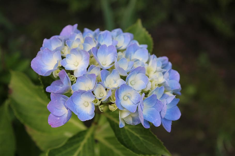 hydrangea, blossom, bloom, blue, flower, hydrangea flower, garden HD wallpaper