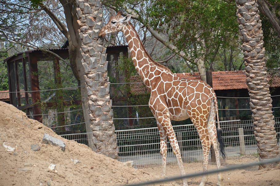 giraph, zoo, tree, animal themes, giraffe, mammal, animal wildlife HD wallpaper