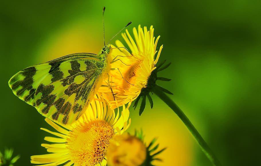 close-up photography of butterfly on yellow petaled flower, green-and-black butterfly on yellow petaled flower HD wallpaper
