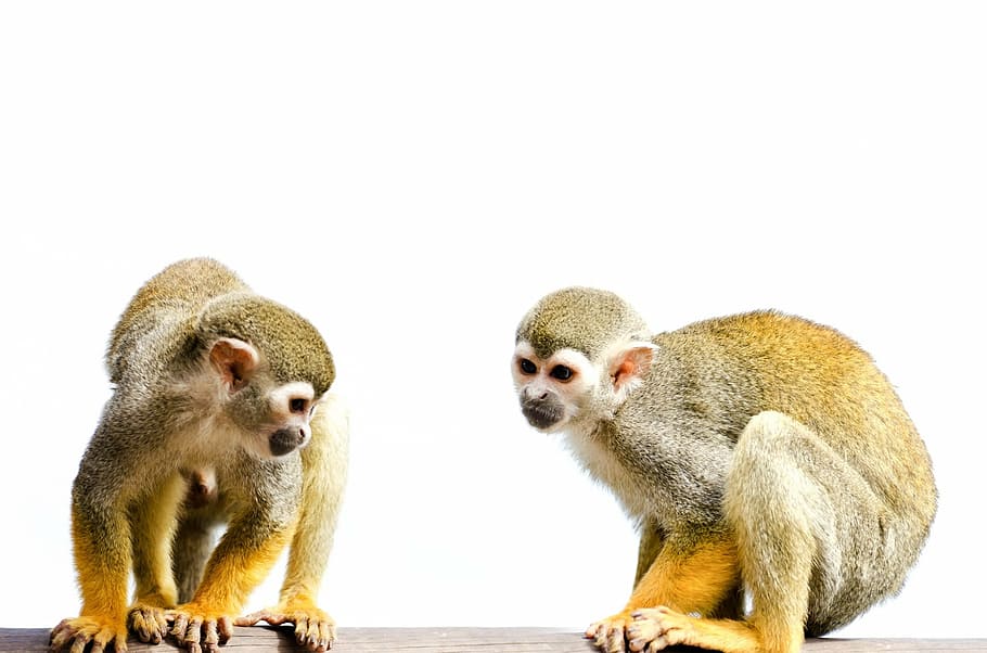 two brown monkeys close up photo, isolated, white, amazon, squirrel HD wallpaper