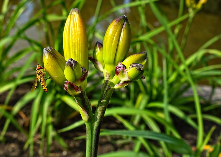 bud, flower, wasp, insect, feeding, wasp feeding, insect life HD wallpaper