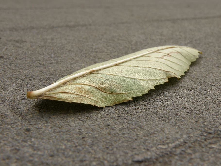 sheet, detail, colored, ash, plant part, close-up, leaf, no people HD wallpaper