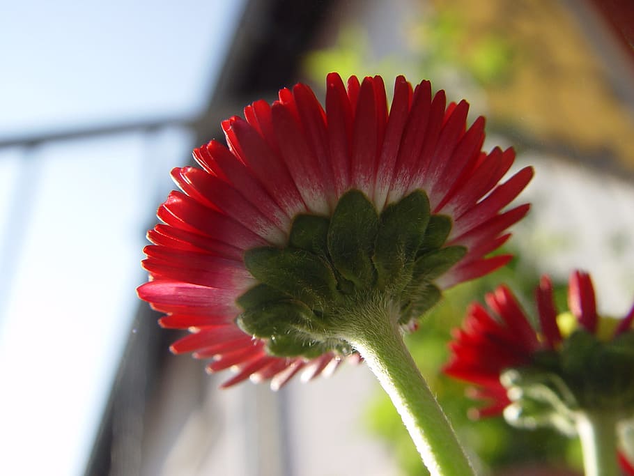 Blossom, Bloom, Flower, Spring, red, plant, freshness, flower head HD wallpaper