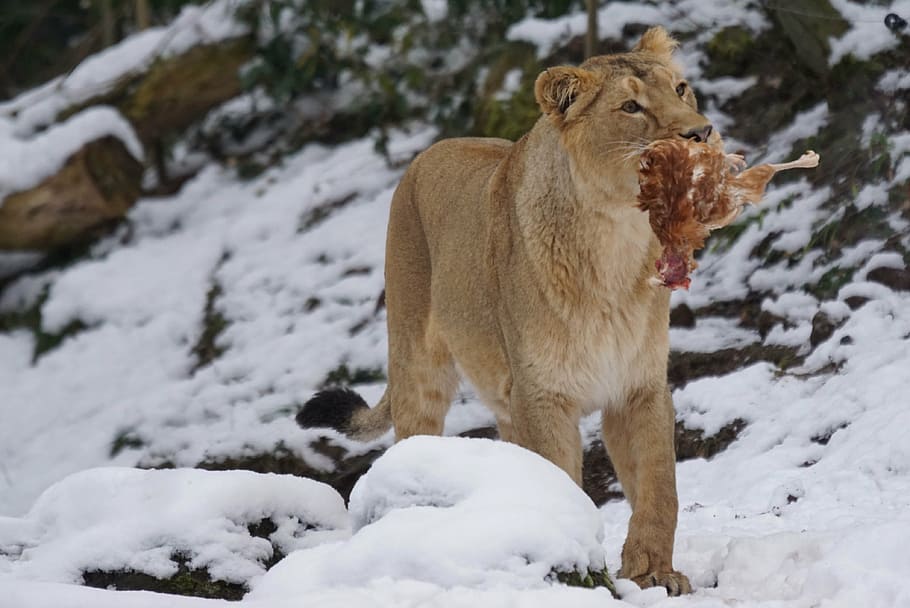lion, zoo, predator, animal themes, mammal, animals in the wild HD wallpaper