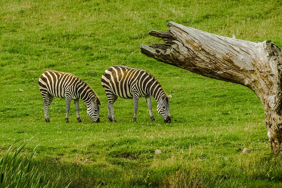 zebra, animal, nature, grass, plant, field, animal themes, mammal HD wallpaper