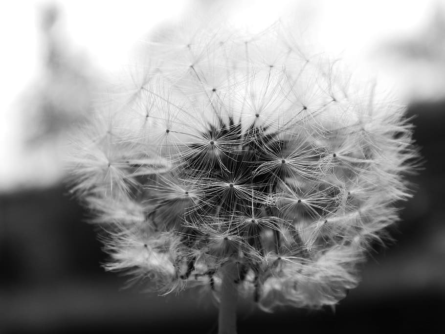 dandelion, dandelions, macro, fluff, spring, flower, flowering plant HD wallpaper