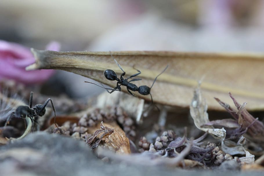 Ants, Insect, Garden, animal wildlife, animals in the wild HD wallpaper