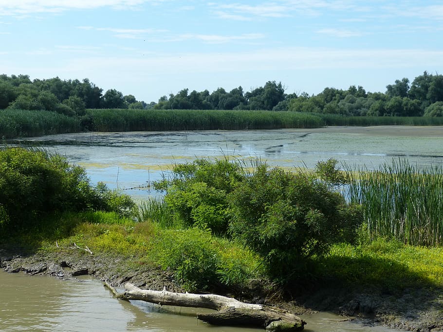 danube, danube delta, tulcea, south east europe, nature, danube cruise HD wallpaper