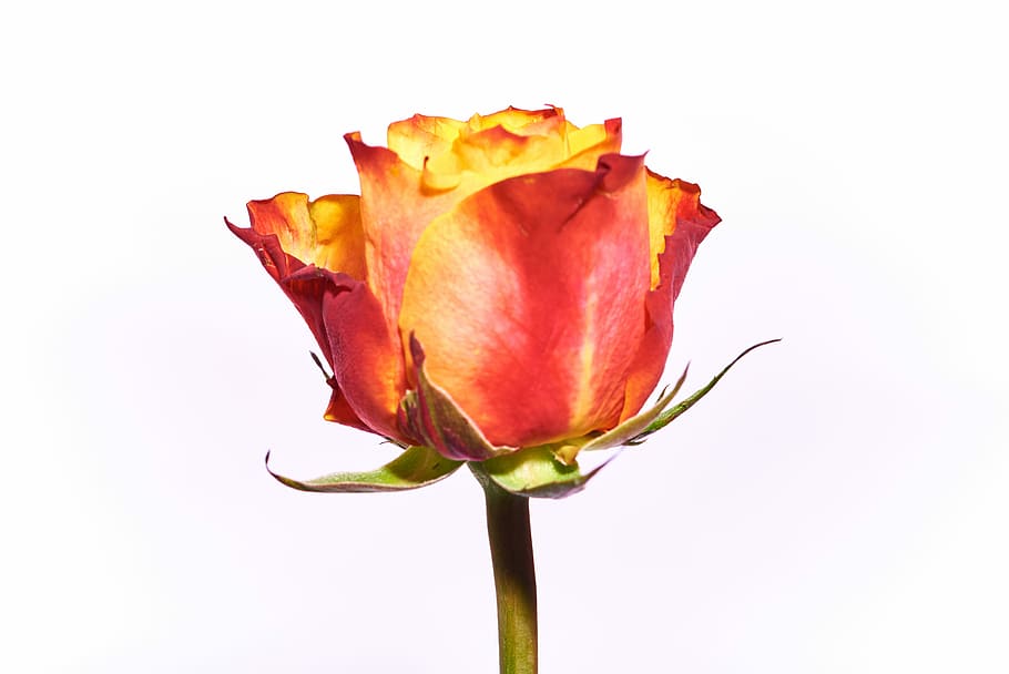 rose, red, orange, red rose, blossom, bloom, flower, rose blooms HD wallpaper
