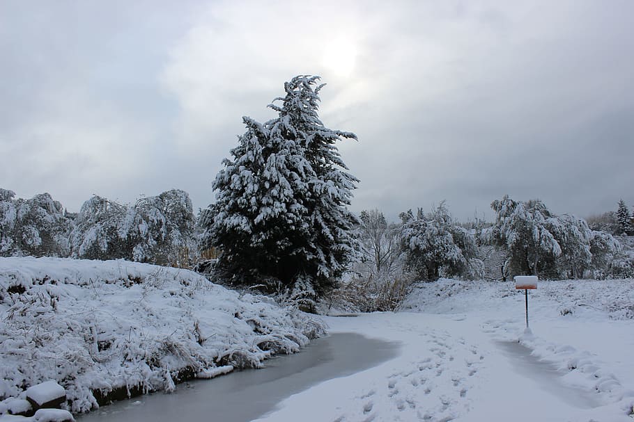 Winter, Snow, Cold, Trees, Nature, landscape, ice, fir, white HD wallpaper
