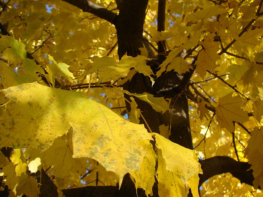 maple, fall, autumn, leaves, color, season, yellow, nature HD wallpaper