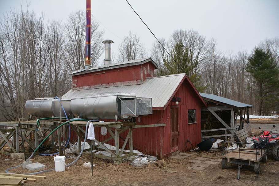 maple sugar, shed, canada, farm, built structure, tree, building exterior, HD wallpaper