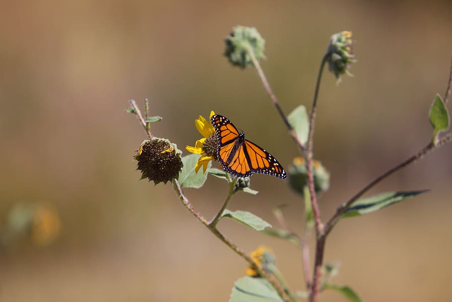butterfly, macro, insect, wing, colorful, orange, animal themes HD wallpaper
