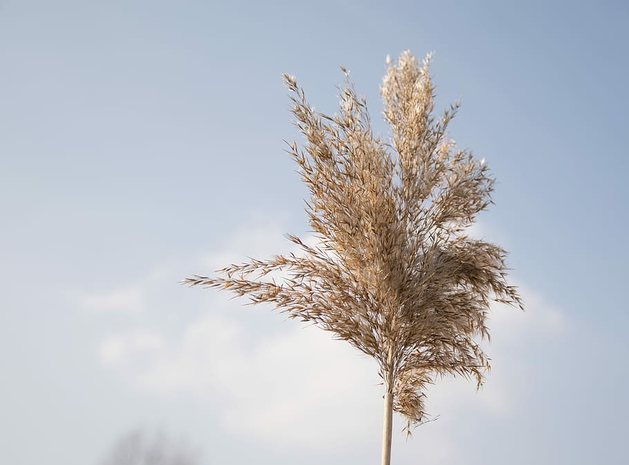 selective focus photography of dried leafed plant, nature, sky HD wallpaper
