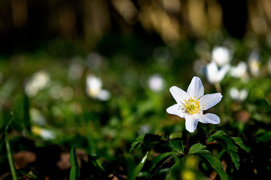 wood anemone, white flower, summer, forest, serenity, blossom, HD wallpaper