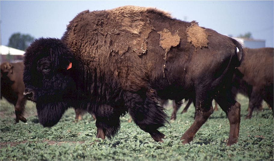 Buffalo, Bison, American, West, Icon, brown, fur, herd, prairie HD wallpaper